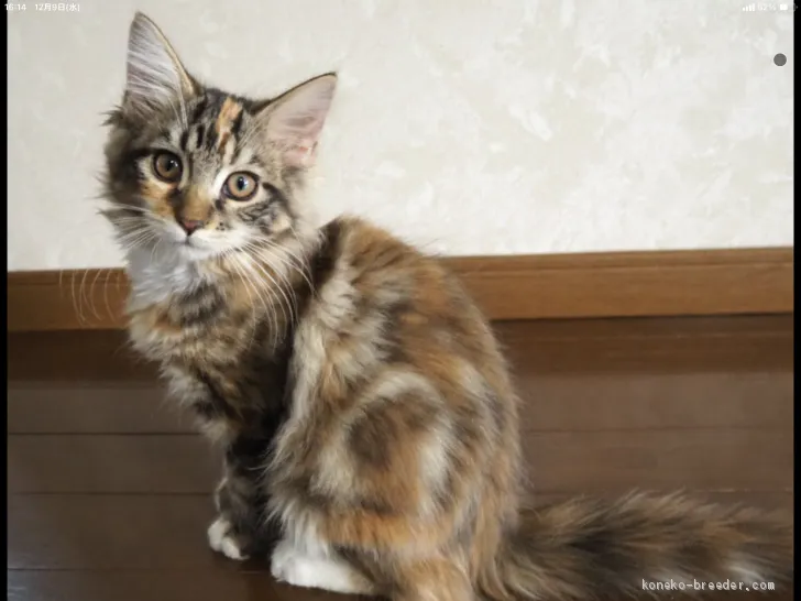 ID：2011-01239の子猫