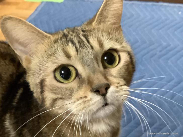 マンチカン【・女の子・2020年12月14日・ブラウンタビー&amp;ホワイト】「😸丸顔でまん丸お目目の優しいお母さんです！」