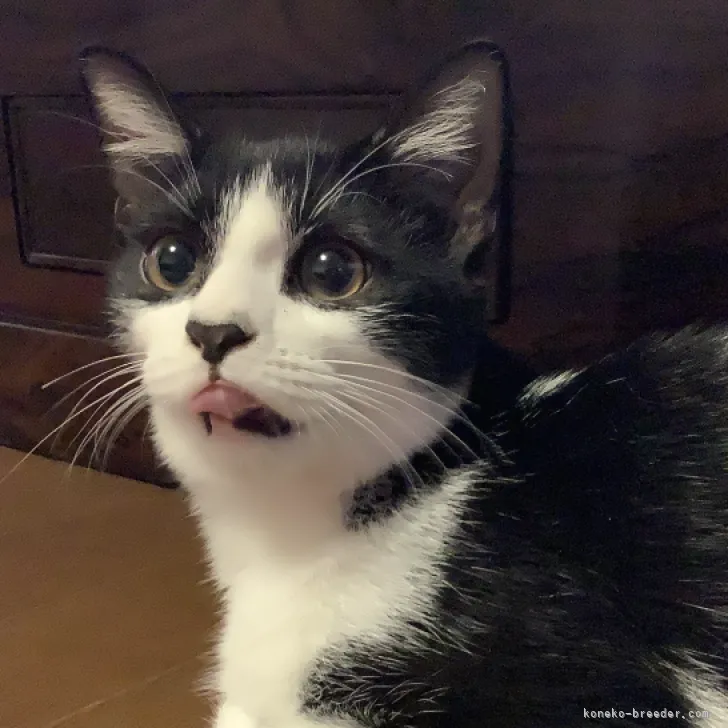 ID：2307-00794の子猫
