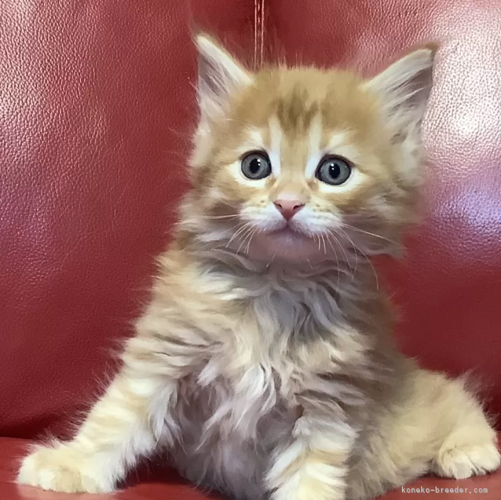 ID:2403-01028の子猫