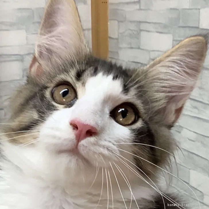 ID:2308-00097の子猫