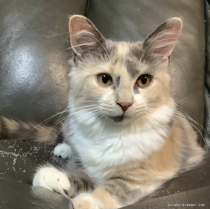 ID:2403-01625の子猫