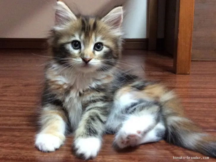 ID：1909-01159の子猫