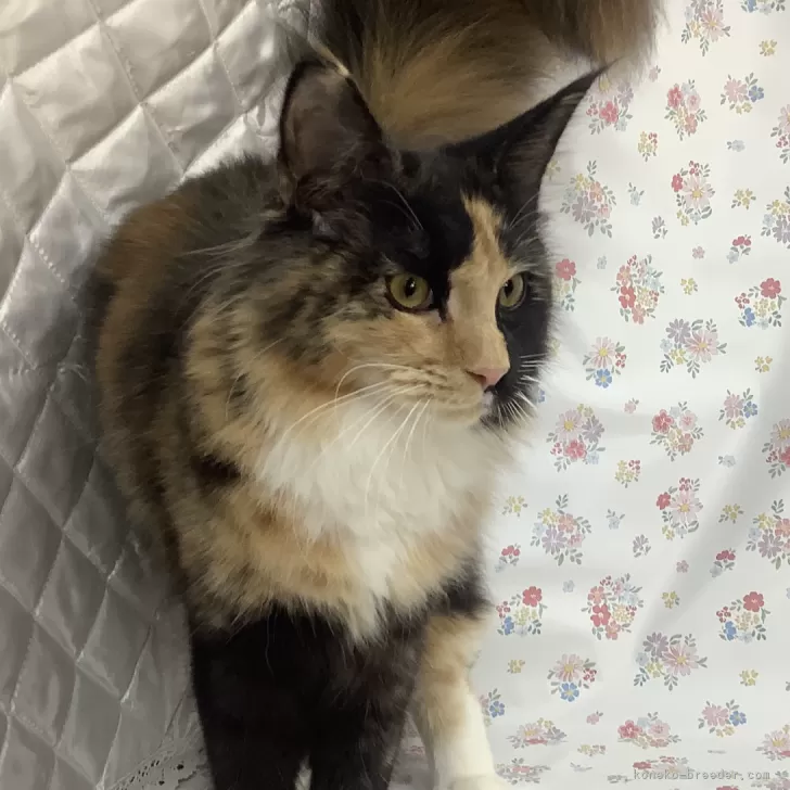 ID：2408-00113の子猫