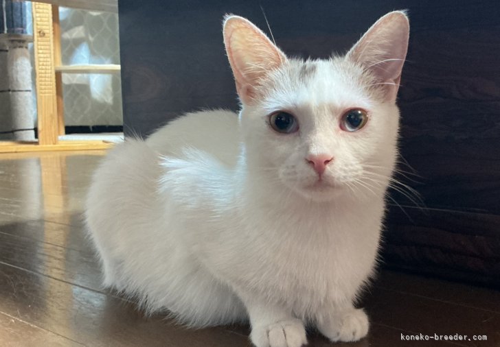 マンチカン【・女の子・2021年9月9日・シルバータビー&amp;ホワイト】