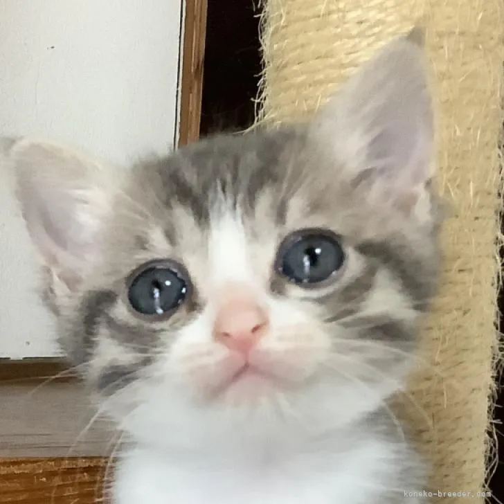 ID：2207-01461の子猫