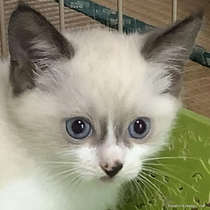 ID：2210-00700の子猫