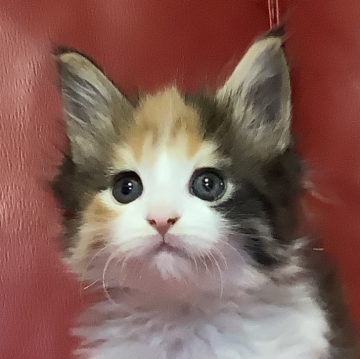 メインクーン【群馬県・女の子・2024年2月1日・キャリコ（ロング）】の写真「🍊😺綺麗なキャリコちゃん！甘えっ子❤️」