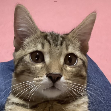 マンチカン【群馬県・男の子・2022年4月5日・ブラウンタビー&ホワイト（ショート）】の写真「🐱とにかく抱っこ好き❣️動画確認してみて下さい！」