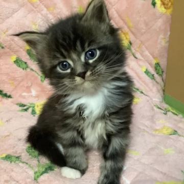 メインクーン【群馬県・男の子・2022年10月16日・ブラウンタビー&ホワイト（ロング）】の写真「🐱元気いっぱい！可愛いお顔の男の子😸」