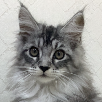 メインクーン【群馬県・女の子・2023年9月7日・シルバータビー&ホワイト（ロング）】の写真「🐱華やかな超美人な女の子🌸✨」