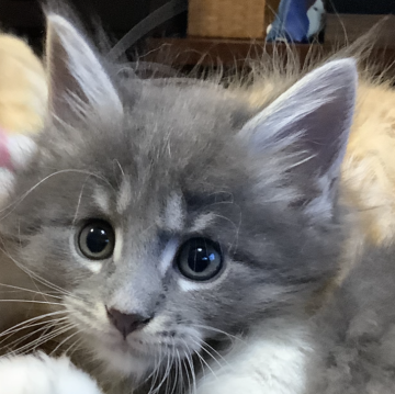 メインクーン【群馬県・男の子・2023年6月13日・ブルータビー&ホワイト（ロング）】の写真「🐱大きい子です！将来有望！」