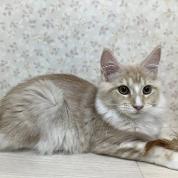 メインクーン【群馬県・女の子・2023年5月17日・クリームタビー&ホワイト（ロング）】の写真「🐱優しいカラーの女の子🐱」