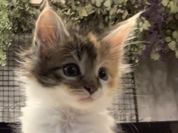 メインクーン【群馬県・女の子・2020年5月15日・キャリコ（セミロング）】の写真「😸綺麗柄キャリコ！懐っこくて女の子らしいタイプ！」