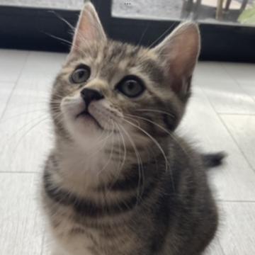 マンチカン【群馬県・女の子・2022年10月19日・ブラウンタビー&ホワイト（ショート）】の写真「🐱可愛いお顔の女の子！丸々した体格です！11／25」