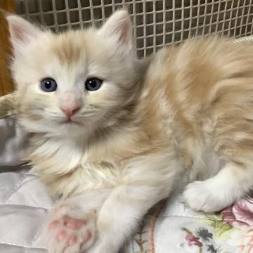 メインクーン【群馬県・男の子・2022年10月16日・クリームタビー&ホワイト（ロング）】の写真「😸優しめクリームカラー！綺麗です！」