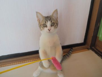 マンチカン【群馬県・男の子・2020年8月20日・ブラウンタビー&ホワイト（ショート）】の写真「🐱とにかく性格の良い男の子！」