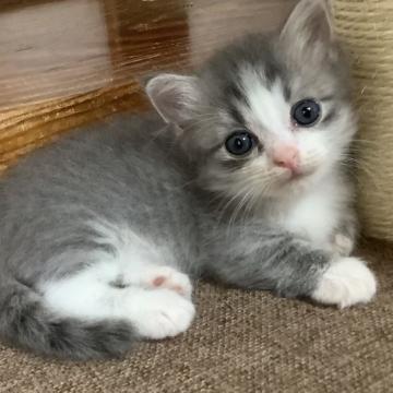 マンチカン【群馬県・男の子・2022年5月22日・シルバータビー&ホワイト（ショート）】の写真「🐱短足🐾丸顔！ふわふわで優しくて可愛いいお顔！」