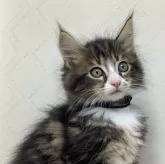 メインクーン【群馬県・男の子・2024年3月9日・ブラウンタビー&ホワイト】の写真1