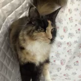 メインクーン【群馬県・女の子・2024年4月25日・ブラウンタビー&ホワイト】の写真1「おっとりした性格の女の子！」