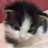 メインクーン【群馬県・男の子・2024年1月31日・ブラック&ホワイト】の写真1「女の子みたいに可愛いお顔😍」