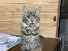 メインクーン【・女の子・2022年1月5日・ブラウンタビー&ホワイト】