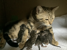 マンチカン【・女の子・2020年12月14日・ブラウンタビー&ホワイト】「とても世話好きなママです！」