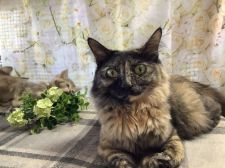 マンチカン【・女の子・2019年7月4日・ブラウンタビー】