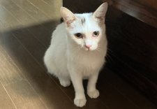 マンチカン【・女の子・2021年9月9日・シルバータビー&ホワイト】