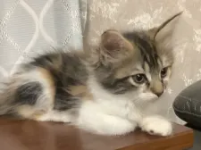 メインクーン【群馬県・女の子・2020年8月28日・キャリコ】の写真2「のびのび暮らしています！」