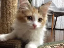 メインクーン【群馬県・女の子・2019年12月18日・キャリコ】の写真3「お腹は真っ白です！」