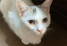 マンチカン【・女の子・2021年9月9日・シルバータビー&ホワイト】