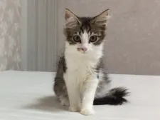 メインクーン【群馬県・男の子・2019年10月25日・ブラウンタビー&ホワイト】の写真4「アイラインくっきり！！」