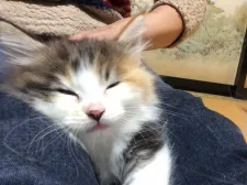 メインクーン【群馬県・女の子・2020年2月15日・キャリコ】の写真4「🐱膝で眠っちゃいました！」