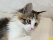 メインクーン【群馬県・女の子・2019年12月18日・キャリコ】の写真4「くっきりお目目！」