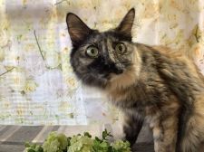 マンチカン【・女の子・2019年7月4日・ブラウンタビー】