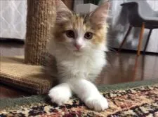 メインクーン【群馬県・女の子・2019年12月18日・キャリコ】の写真4「3/12撮影  女の子らしいポーズが似合います！」