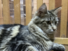 メインクーン【・女の子・2022年1月5日・ブラウンタビー&ホワイト】