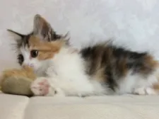 メインクーン【群馬県・女の子・2019年12月18日・キャリコ】の写真5