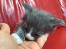 メインクーン【群馬県・男の子・2025年1月11日・ブルー&ホワイト】の写真10