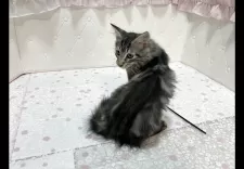 メインクーン【群馬県・男の子・2025年6月15日・シルバータビー&ホワイト】の写真10