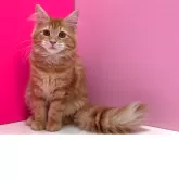 メインクーン【群馬県・女の子・2025年1月11日・レッドタビー&ホワイト】の写真11「膝の上の取り合いしています！」