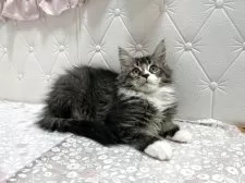 メインクーン【群馬県・男の子・2025年7月27日・ブラウンタビー&ホワイト】の写真11