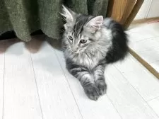 メインクーン【群馬県・男の子・2025年6月15日・シルバータビー&ホワイト】の写真12