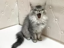 メインクーン【群馬県・女の子・2025年7月27日・シルバータビー】の写真12