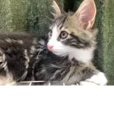 メインクーン【群馬県・男の子・2025年2月27日・ブラウンタビー&ホワイト】の写真13