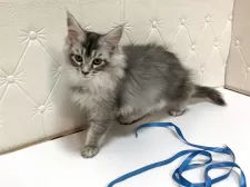 メインクーン【群馬県・女の子・2025年7月27日・シルバータビー】の写真14