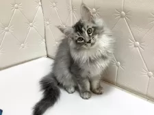 メインクーン【群馬県・女の子・2025年7月27日・シルバータビー】の写真15