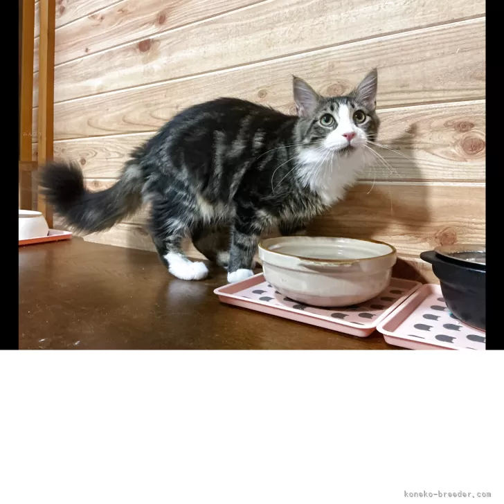 メインクーン【群馬県・男の子・2025年2月27日・ブラウンタビー&amp;ホワイト】の写真1「9月12日4200g」