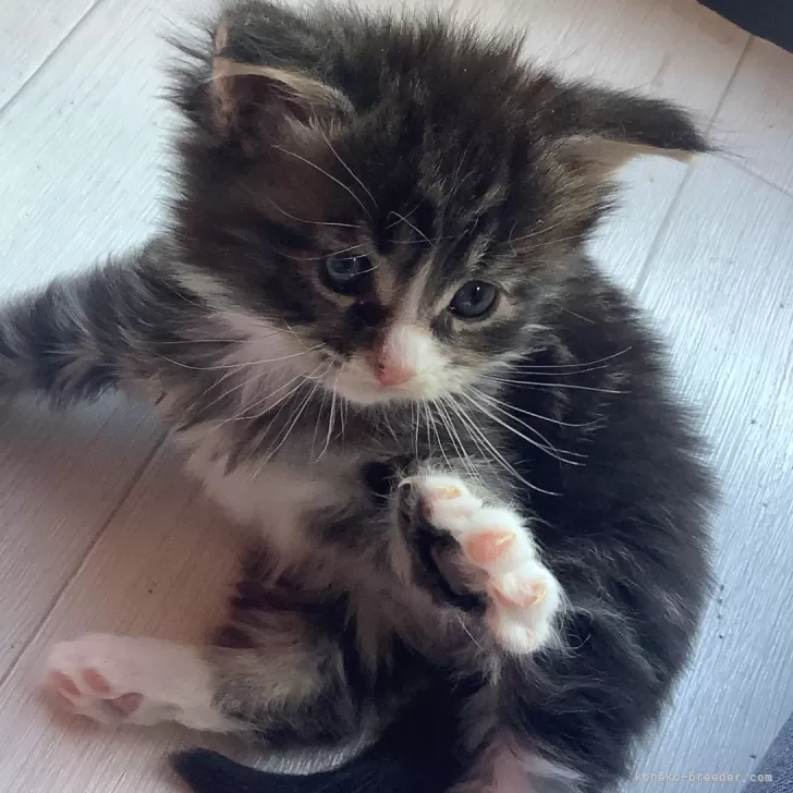 ID:2502-01134の子猫